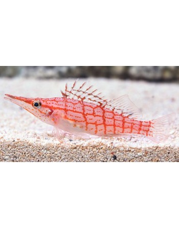 Longnose Hawkfish GD