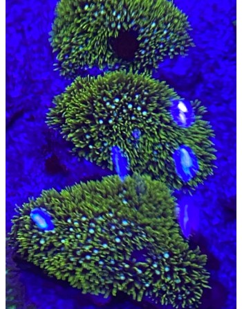 Green STAR POLYPS md