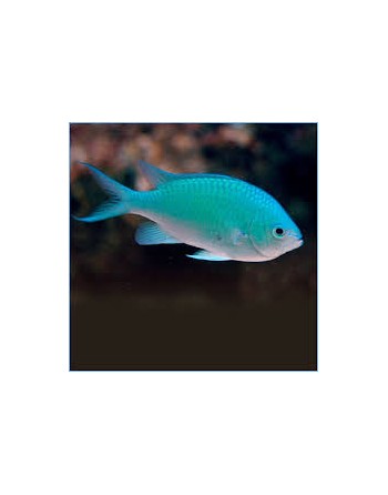 Donzela Green Chromis