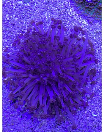 Goniopora PURPLE MD