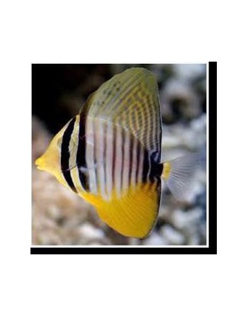 Desjardini Tang (Zebrasoma...