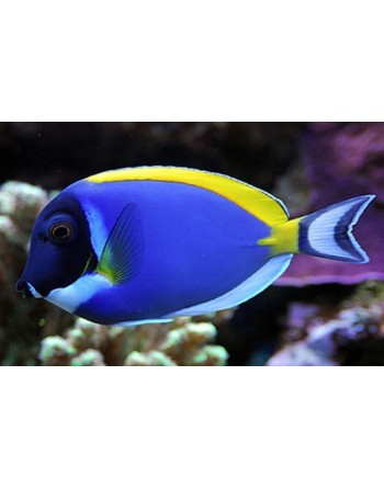 POWDER BLUE TANG