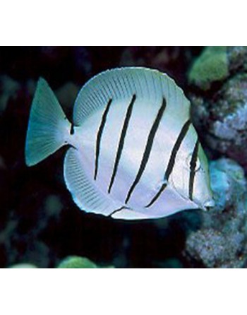 Convict Tang (Achanthurus...