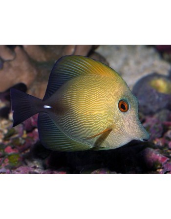 Brown Tang ( DESMONTE G )