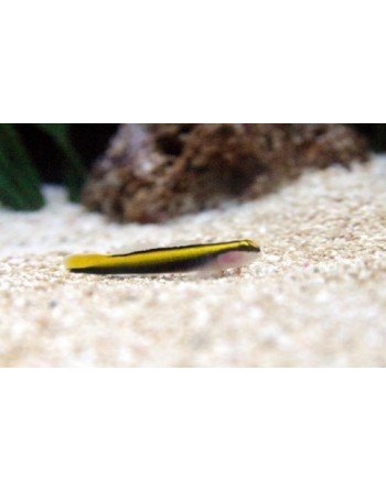 Goby Neon Amarelo (criado...