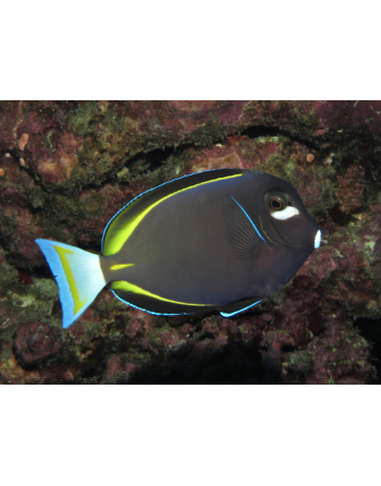 Gold Rimmed Tang