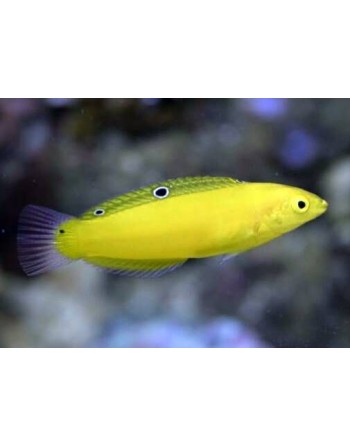 YELLOW CORIS