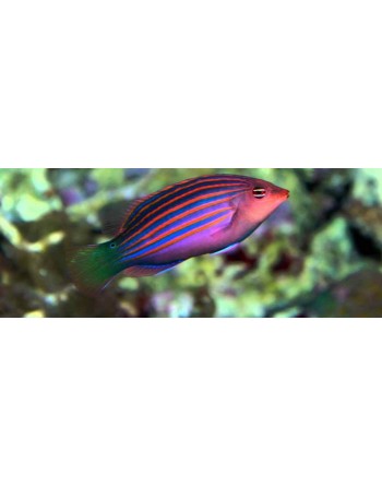 SIX LINE WRASSE G ( DESMONTE )