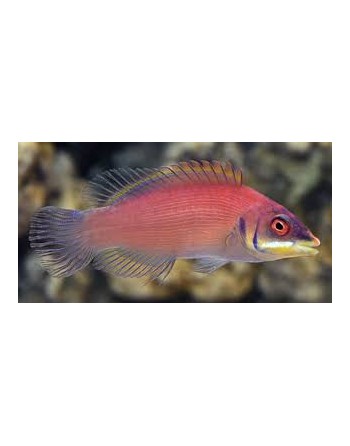 Striated wrasse