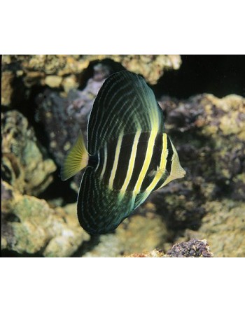 Sailfin Tang MD