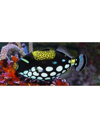 CLOWN TRIGGERFISH