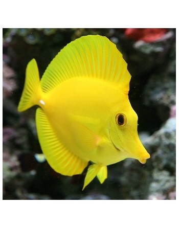 YELLOW TANG ( DESMONTE )