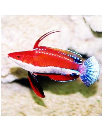 Long Fin Fairy Wrasse