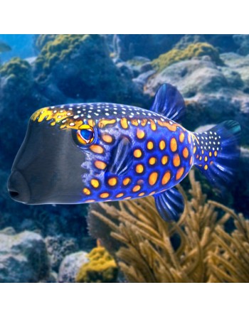 Blue BoxFish ( RARIDADE )