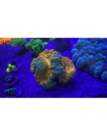 LOBOPHYLLIA ORANGE -  4 BOCAS