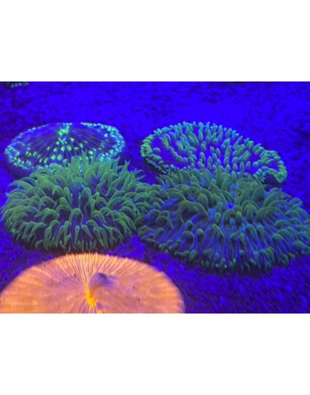 CORAL PLATE GREEN PURPLE