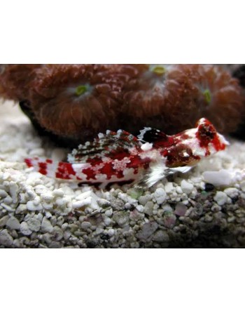 Red Scooter Blenny