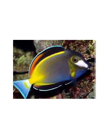 Powder Brown Tang