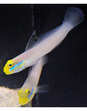 Goby Golden Head