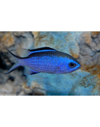 Blue Reef Chromis