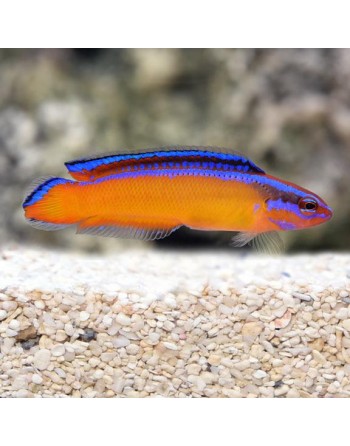 Dottyback Neon