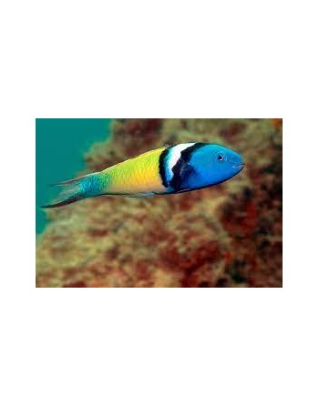 WRASSE Blue Head