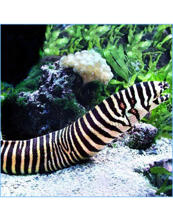 Moreia Zebra MD